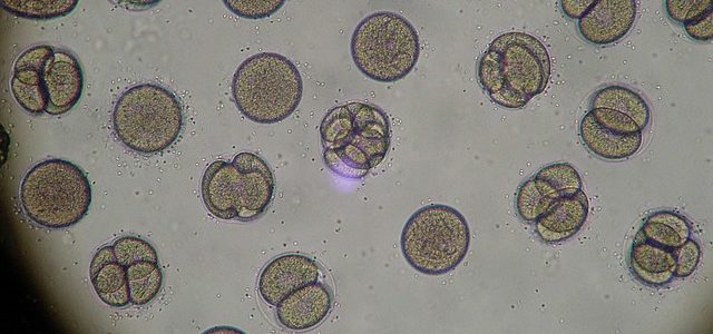 In vitro – Twoje raporty embriologiczne